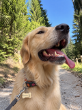 Individuell gravierte Hundemarke